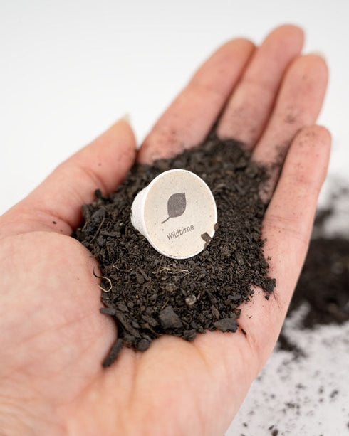 TreePlanting Kit Wild Pear Tree